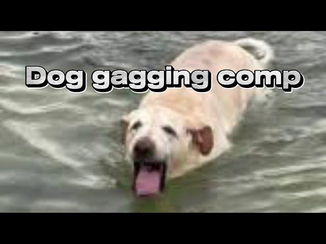 Dog gagging compilation