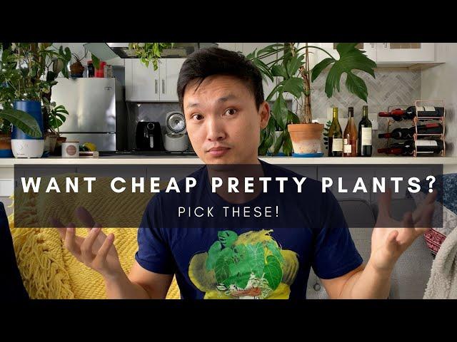 Cheap Beautiful Underrated Houseplants | Plants of Instagram | Ep 132