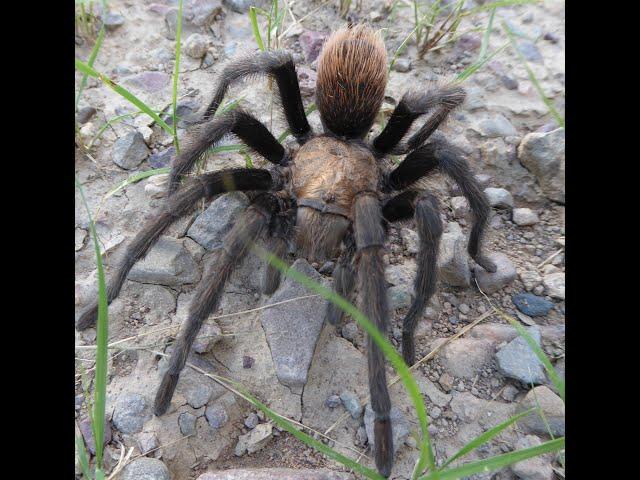 Tarantula Hawk vs Tarantula