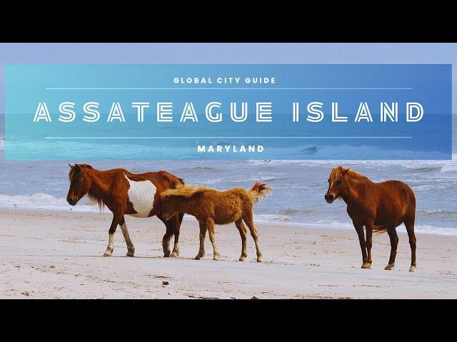 Sandy Toes and Salty Air: Assateague Island's Coastal Delights #2024 #travelguide2024