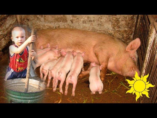 Piglets and sow. Feeding pigs. Funny baby. Rural life SunVideo