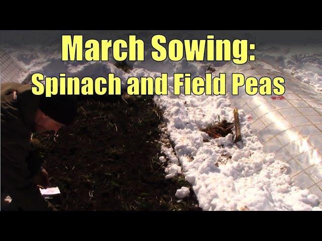 Early Sowing of Spinach and Field Peas