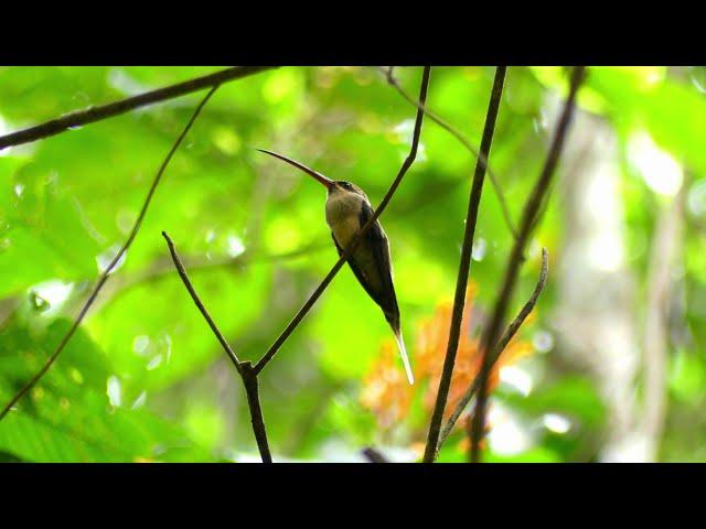 Great-Billed Hermit (Phaethornis malaris malaris), French Guiana