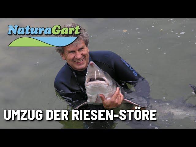 Action! Große Störe werden ins Kaltwasseraquarium umgesetzt!