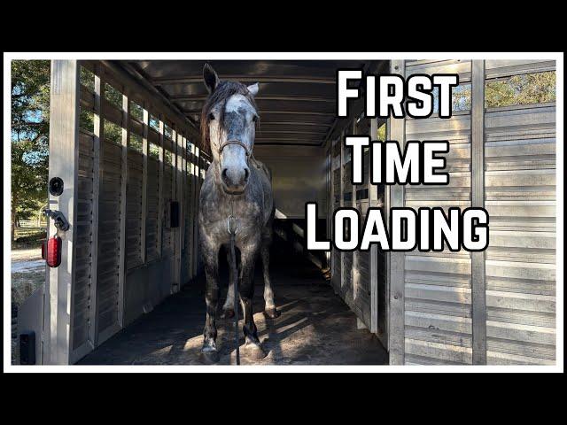 First Time Loading a Mustang  | Salt Wells Creek 2024