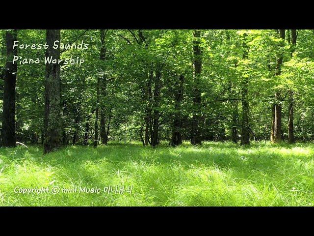 숲속 소리와 함께 듣는 피아노 찬양 (3시간) | Forest Sounds Piano Worship | 찬양 묵상 by 미니뮤직 (중간광고없음)