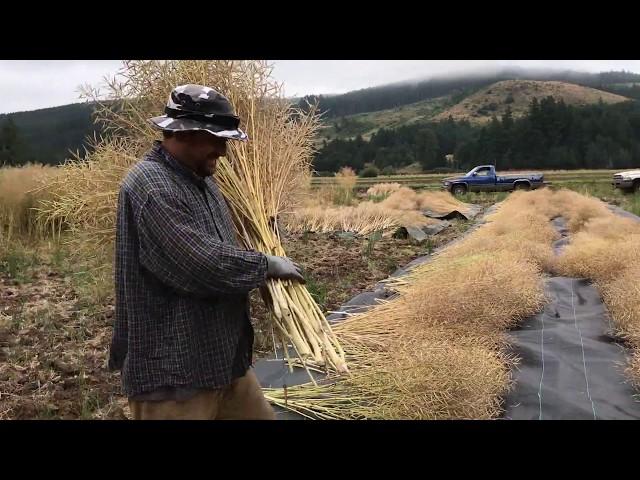 Kale Seed Harvesting with Territorial Tom