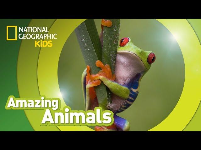 Red-eyed Tree Frog  | Amazing Animals