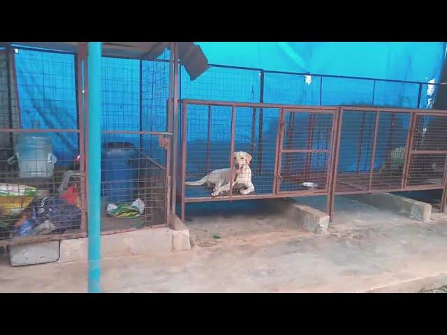 Shiva Kennels Dog Boarding Center Visakhapatnam ........... 7989087299 , 7032521729..........