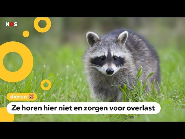 Er zijn te veel wasberen: Limburg gaat de dieren afschieten