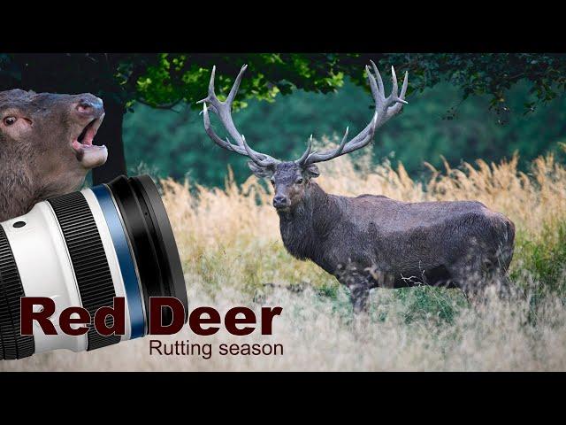 Red Deer - The Rut