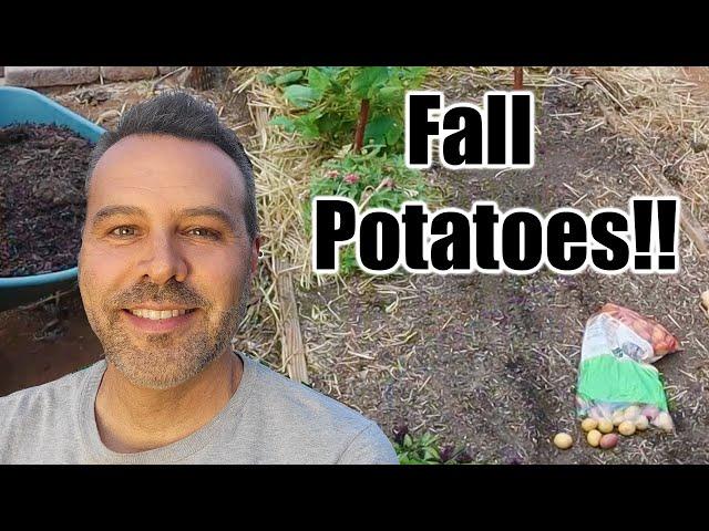 Planting Potatoes in Fall // Any Climate!