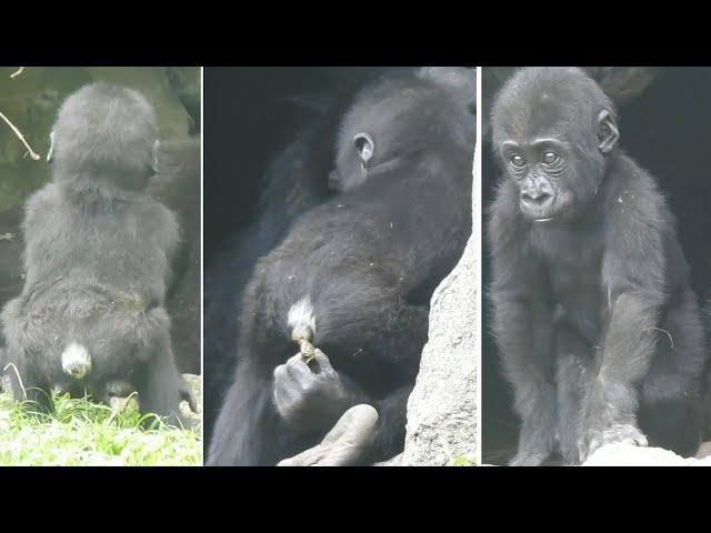 CC subtitles。Gorilla baby Ringo will poop on her own. 2022-5-9 1222