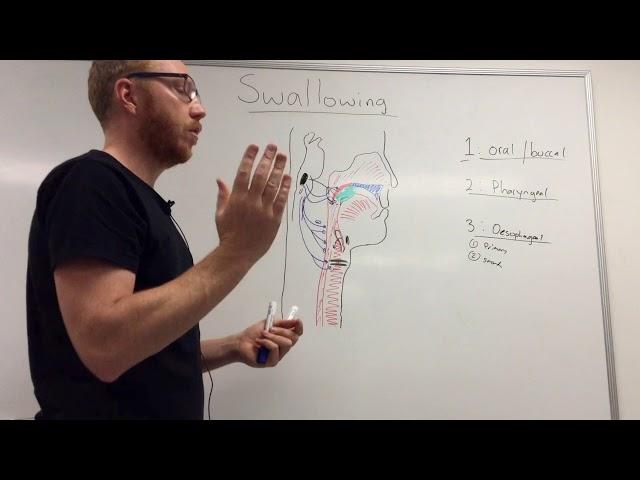 Swallowing Mechanism: Three phases