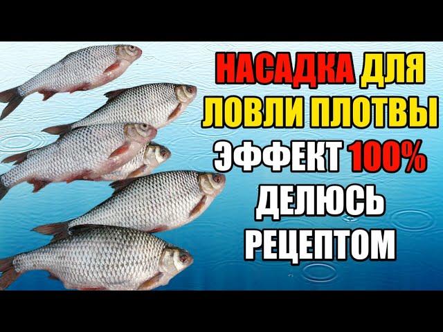 Эффект 100%. Делюсь рецептом Насадка для ловли плотвы и красноперки.