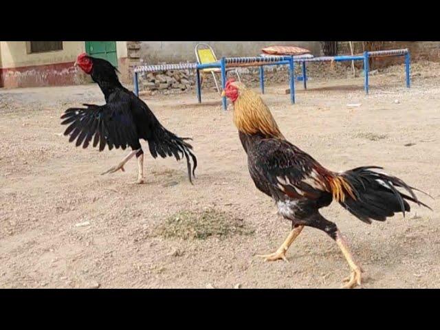 Rooster Vs Rooster | Aseel Vs Aseel