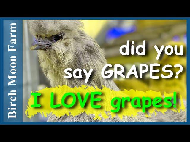 Hand Feeding Snacks to the Silkie Chickens | They LOVE grapes!