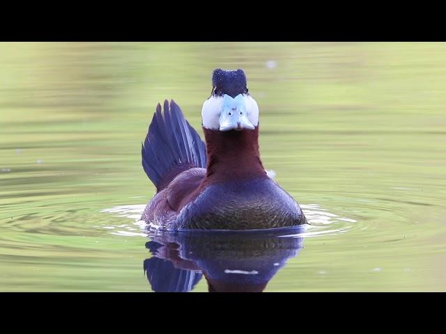 Ruddy Duck Courtship Display