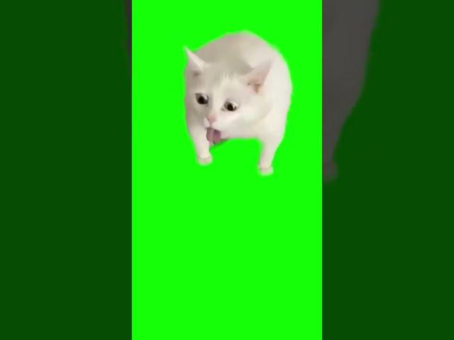 Cat Gags Over Yogurt - Green Screen