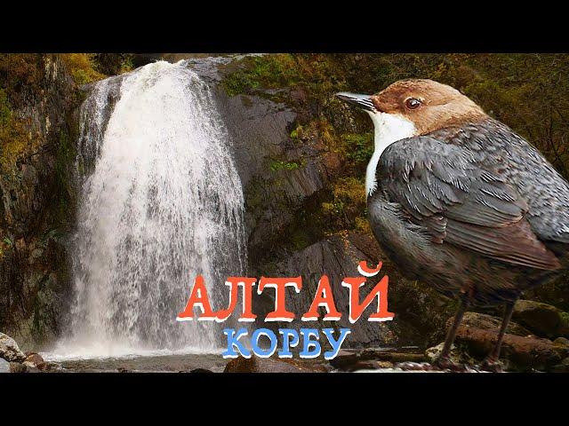 Wild Altay - Korbu waterfall and White-throated dipper | Film Studio Aves