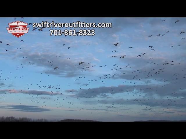 Swift River Outfitters Goose Hunt