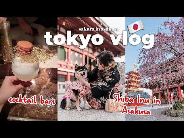 tokyo vlog  husband's birthday dinner + cocktails, Asakusa with Shiba Inu & Tsukishima