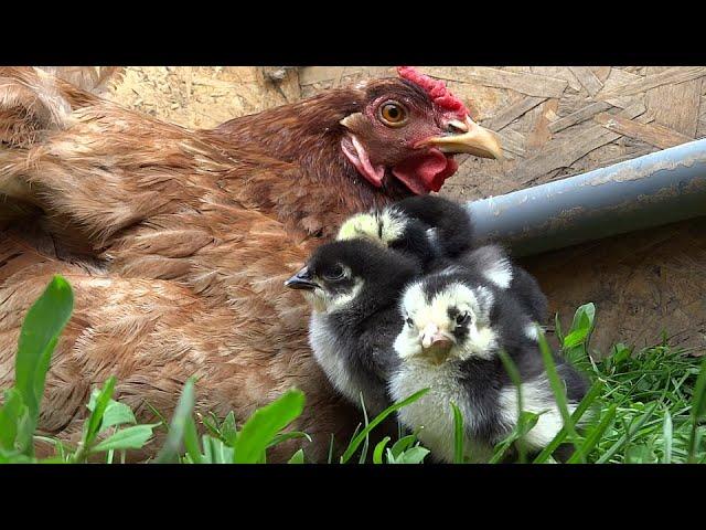 Hen and chicks