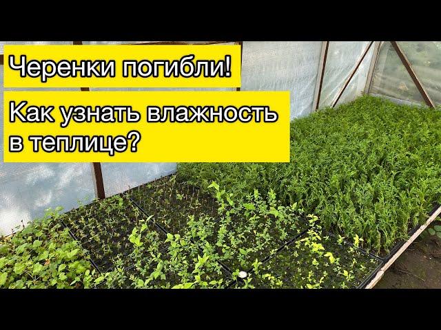 Черенки погибли | Как узнать влажность в теплице? | Садовые дела