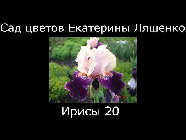 #Ирисы20 #Сад цветов Екатерины Ляшенко