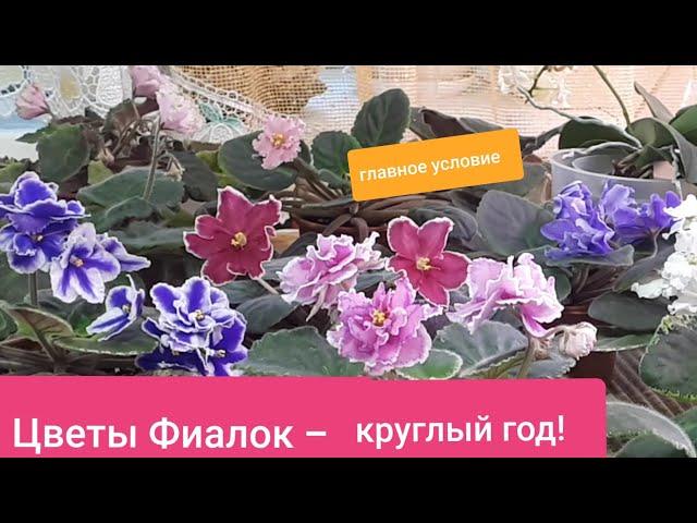 Цветущие Фиалки! ГЛАВНОЕ условие цветения круглый год!