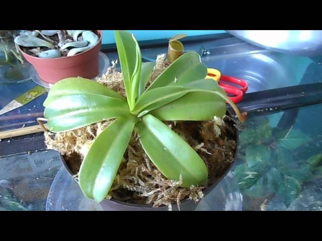 How I Water Nepenthes