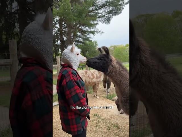 The Funniest Animal TikTok's of January 