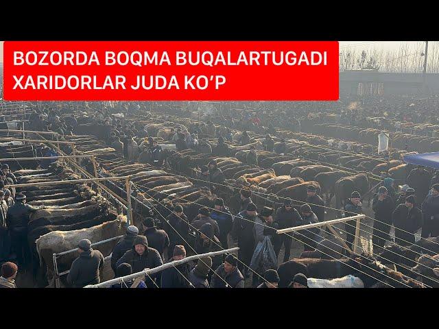 YORQO’RG’ON OPTOM CHORVA BOZORI BOQMA BUQALARI 25 12 2024.