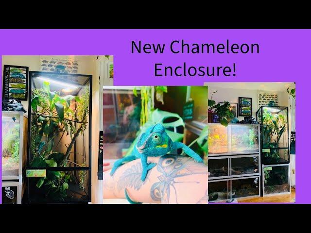 New Chameleon Enclosure and Updates!