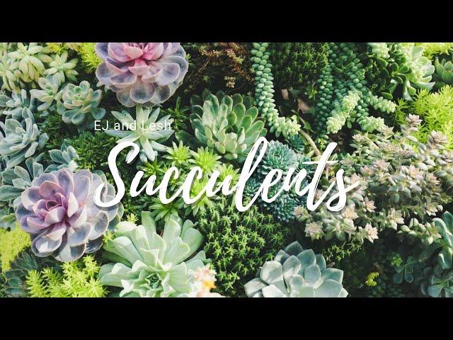 Succulents - EJ and Lesh