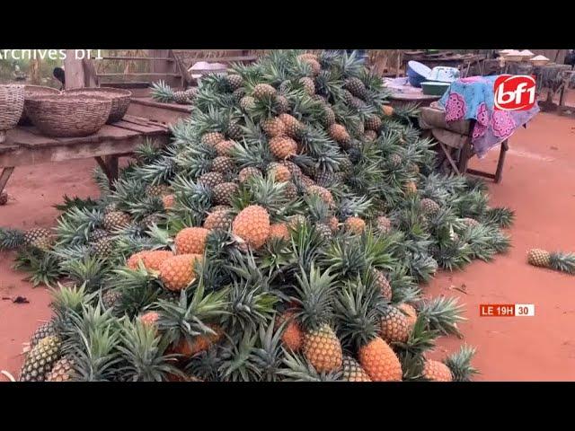 Culture d'ananas au Burkina Faso: Plus 2O millions de bénéfice estimé par hectare