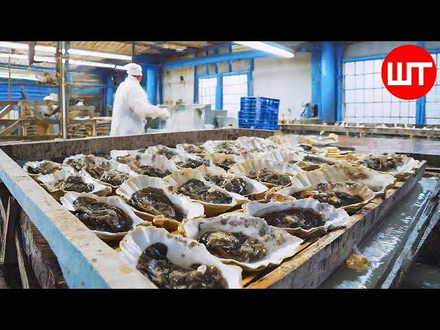 Oyster Harvesting & Processing | How Oyster Sauce Is Made | Oyster Factory