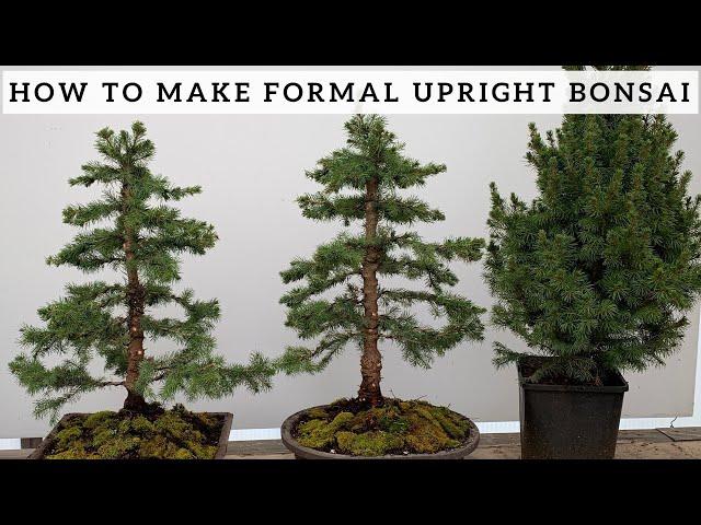 Making Formal Upright Bonsai from Alberta Spruce