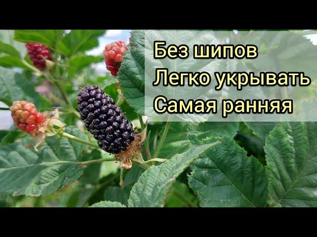 Ежевика Коламбия Санрайз