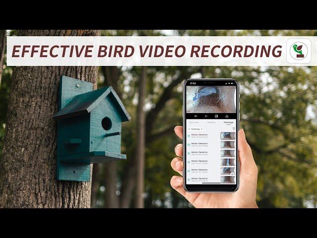 Master Bird Box Camera Video Management with Green-Backyard: A Nature Lover's Guide