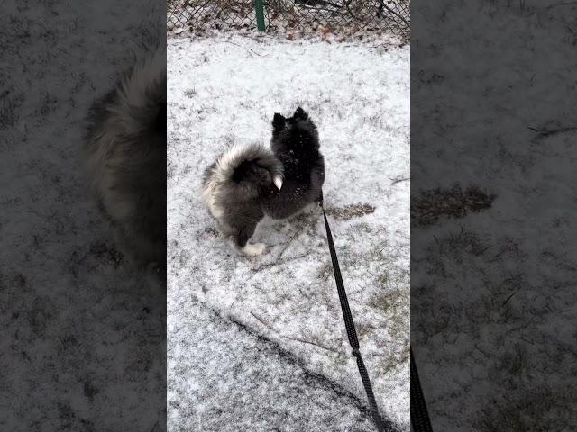 Pomsky seeing snow for the first time