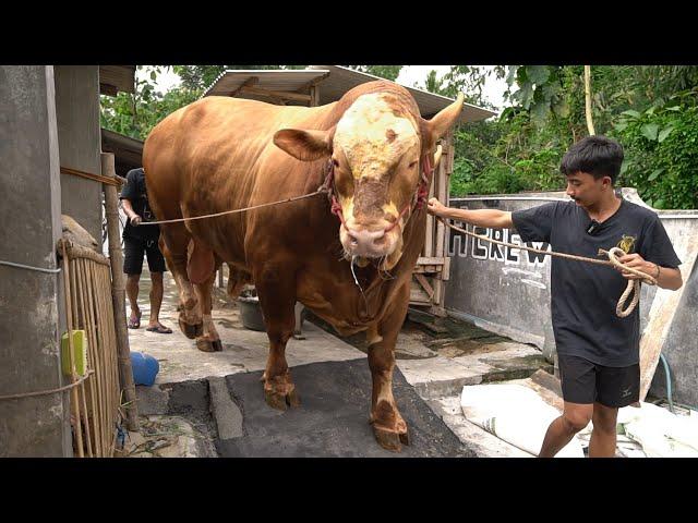 GUEDE GUNDUL & G4NTENG !! ADOPSI SAPI QURBAN JUMBO MILIK PETERNAK MUDA