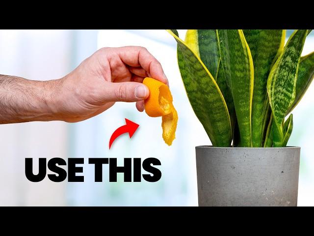 10 Plant Care Tips NOBODY Tells You (but are EASY to do)