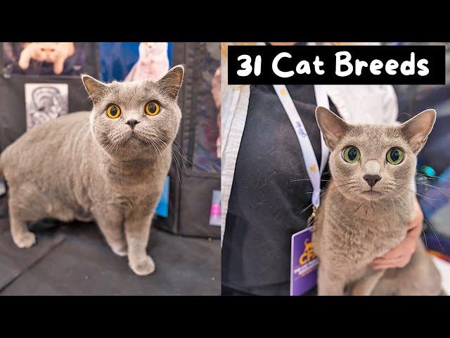 Meet Every Cat Breed at the Largest Cat Show in the World (CFA International 2024) | The Cat Butler