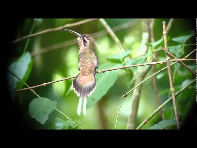 Long-billed Hermit displays