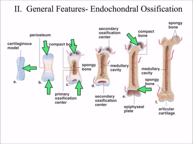 6.   Ossification