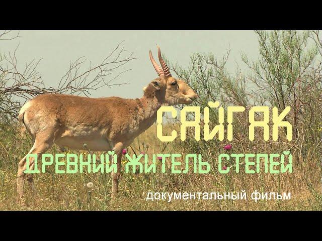 Калмыкия. Сайгаки. Заповедник "Чёрные земли". Nature of Russia.