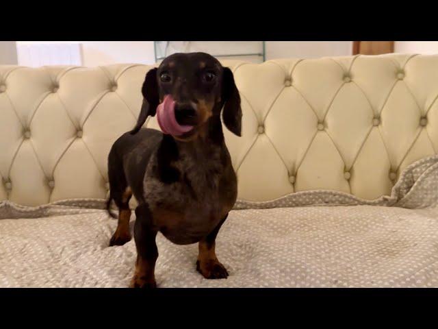 MINI DACHSHUND GIVES ITS OPINION  - MC DO VEGGIE MC PLANT NUGGETS REVIEW