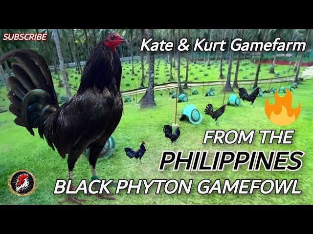 Top Beautiful Gamefarm in the Philippines | Kate & Kurt Gamefarm 