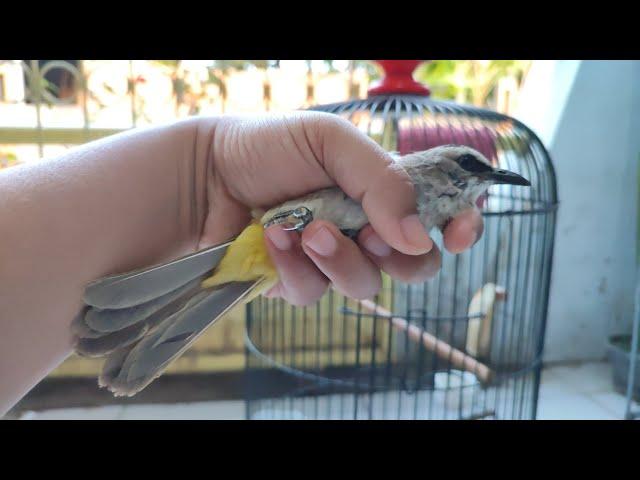 UNBOXING BURUNG TRUCUKAN OMBYOKAN SUPER DARI BONDOWOSO JAWA TIMUR, MANTAP SEKALI